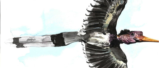 Field Note from Borneo