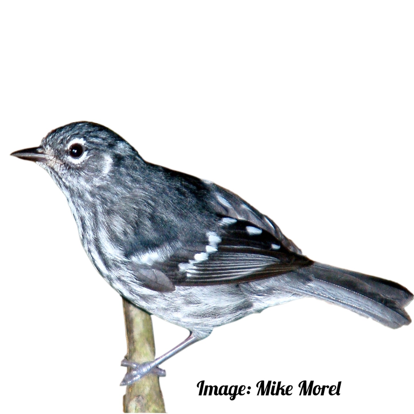 Elfin Woods Warbler Velvet Cushion Cover