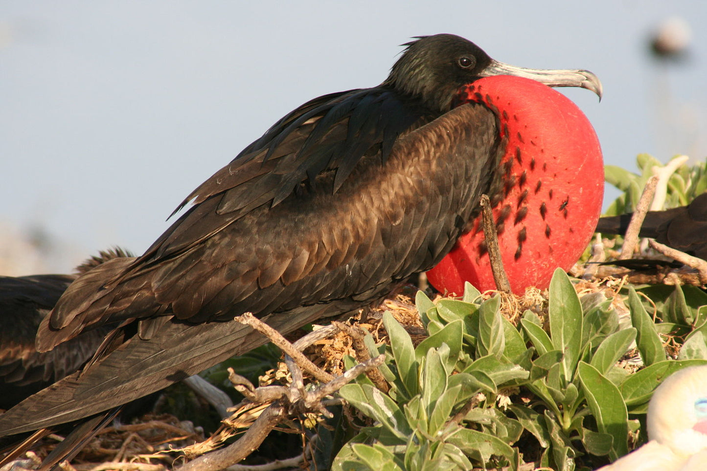 Great Frigatebird Velvet Cushion Cover