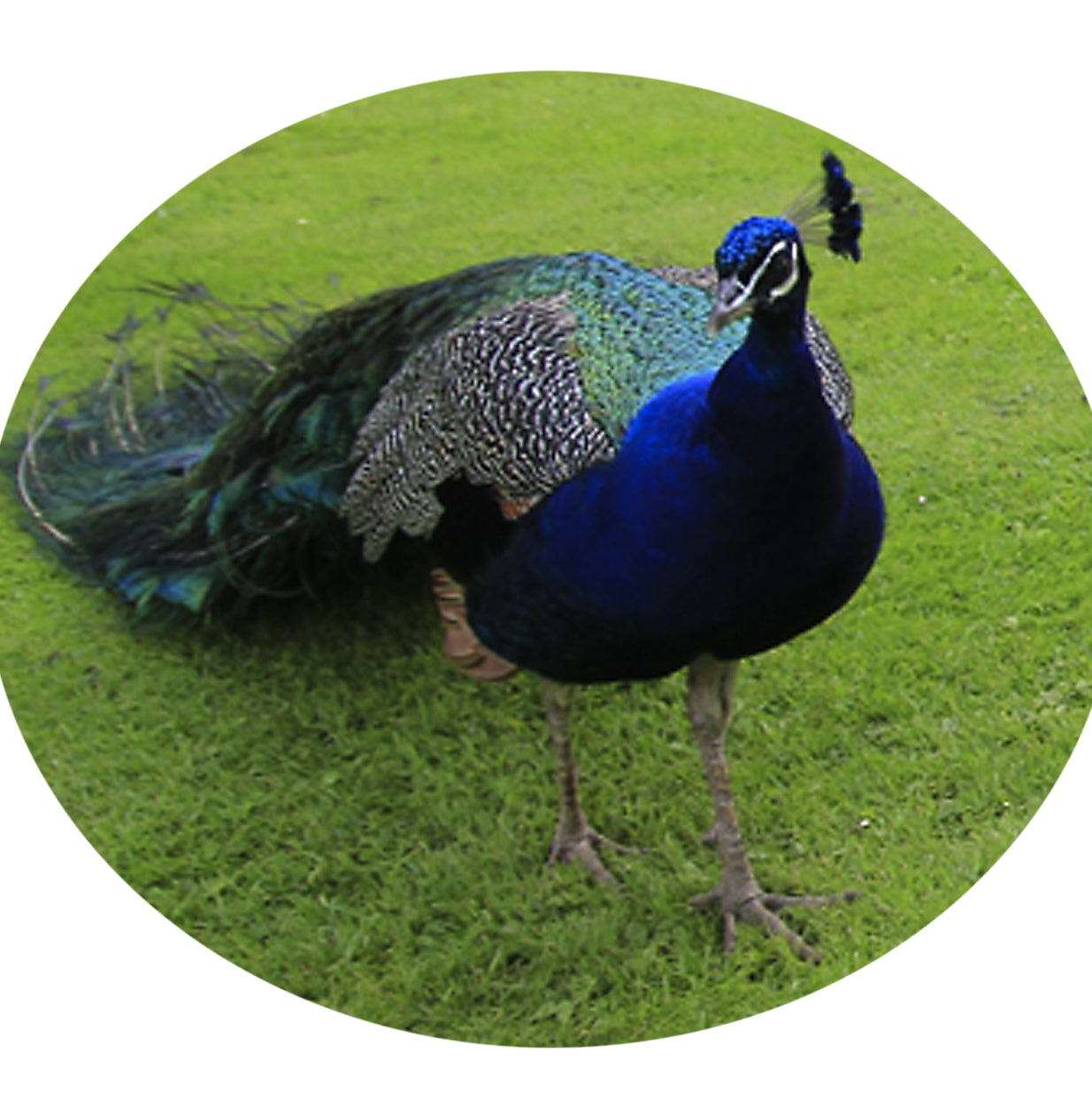 Indian Peafowl Velvet Cushion Cover