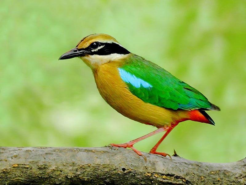Indian Pitta Velvet Cushion Cover
