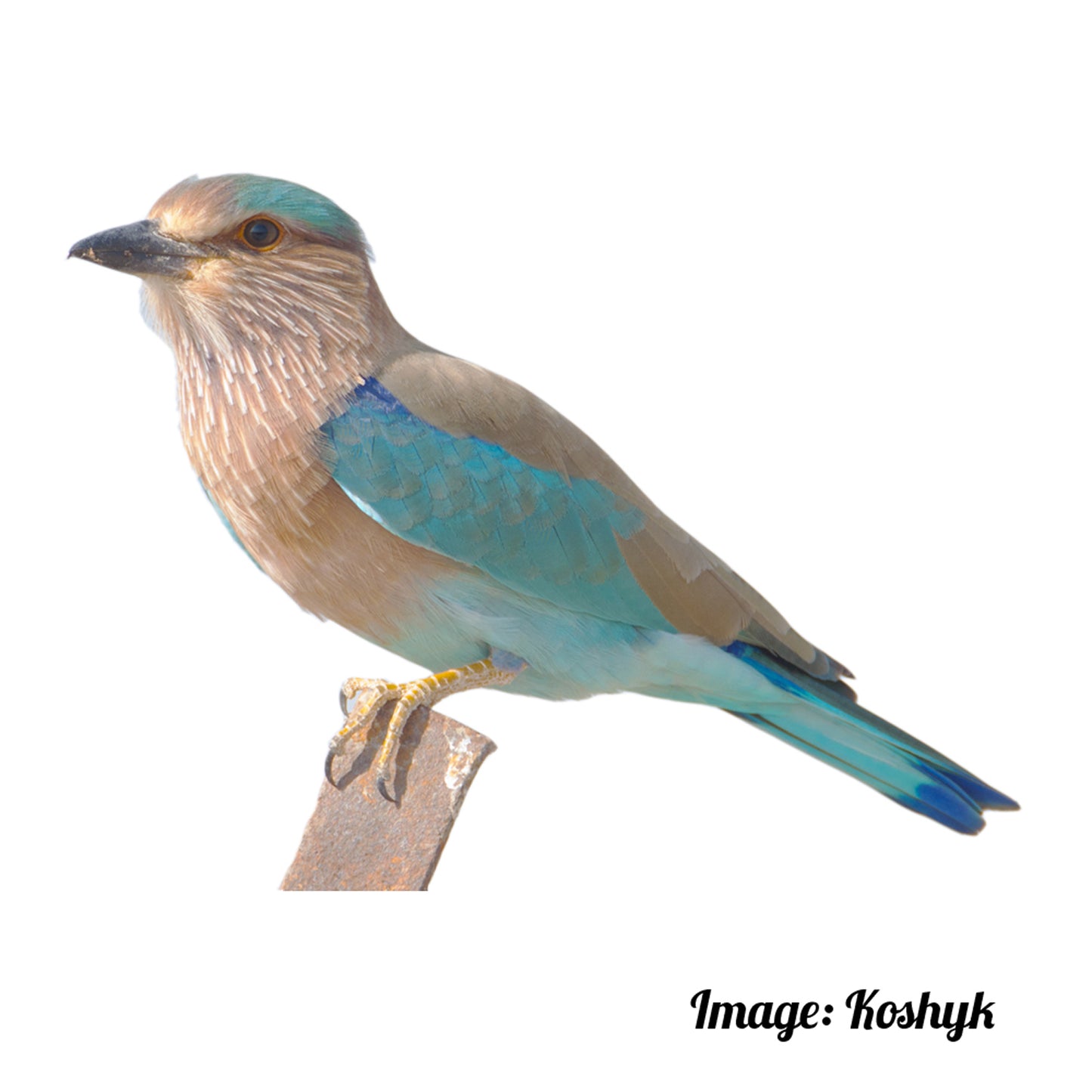 Indian Roller Velvet Cushion Cover