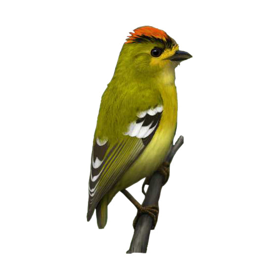 Kinglet Calyptura Velvet Cushion Cover