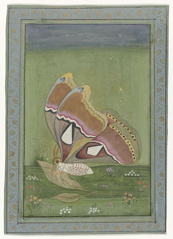 Persian watercolour of a Moth with Decorative Border