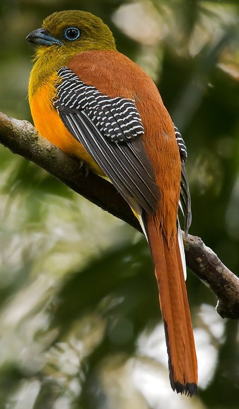 Orange Breasted Trogon Velvet Cushion Cover
