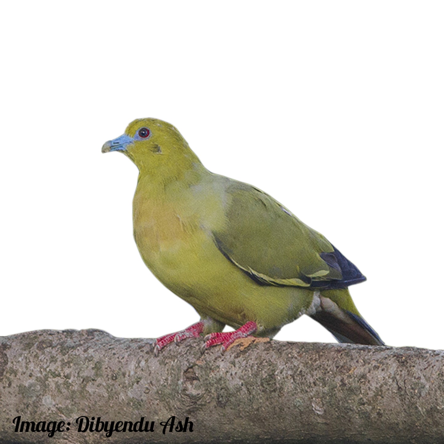 Pin Tailed Green Pigeon Velvet Cushion Cover