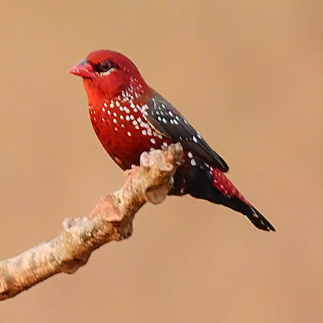 Red Avadavat Velvet Cushion Cover