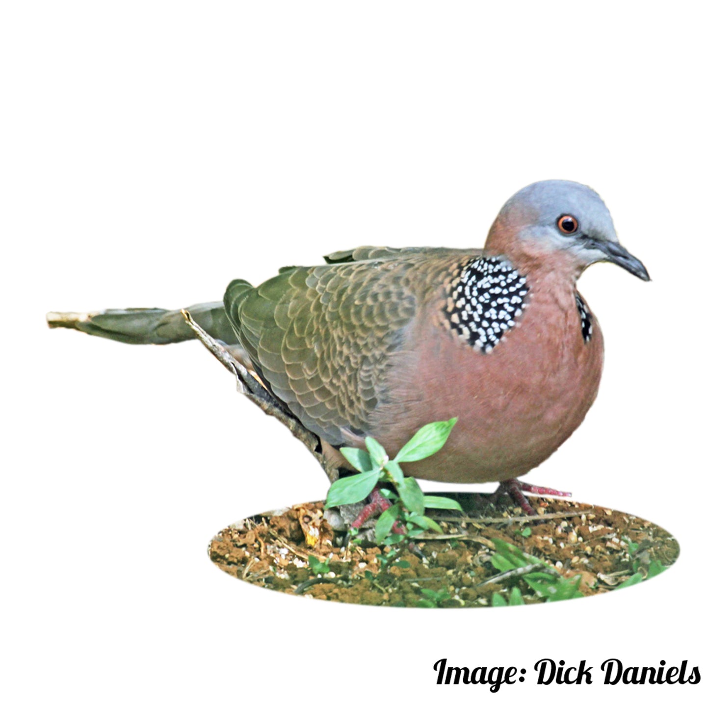 Spotted Dove Velvet Cushion Cover