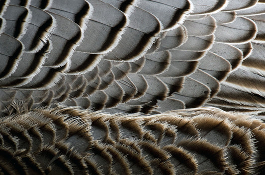 Feathers in Human Culture and Fashion