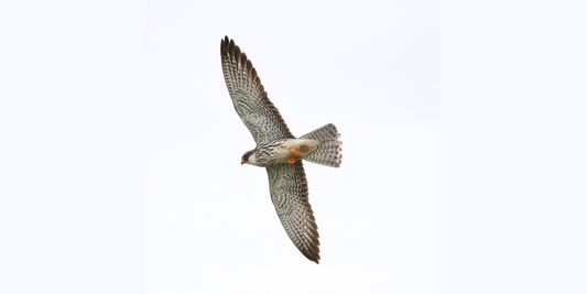 Amur Falcon in flight