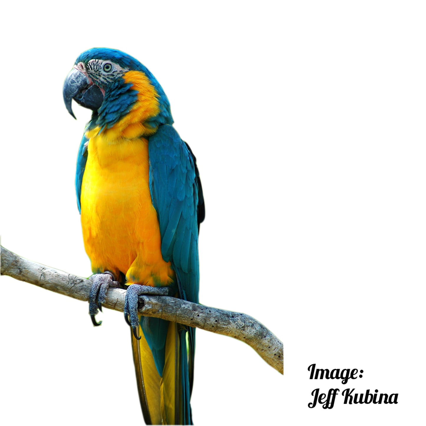 Blue Throated Macaw Cushion